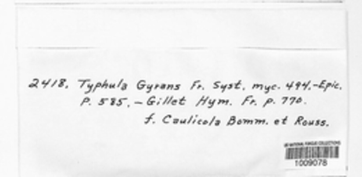 Typhula gyrans image